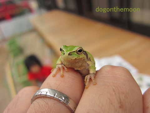 Frog on the finger